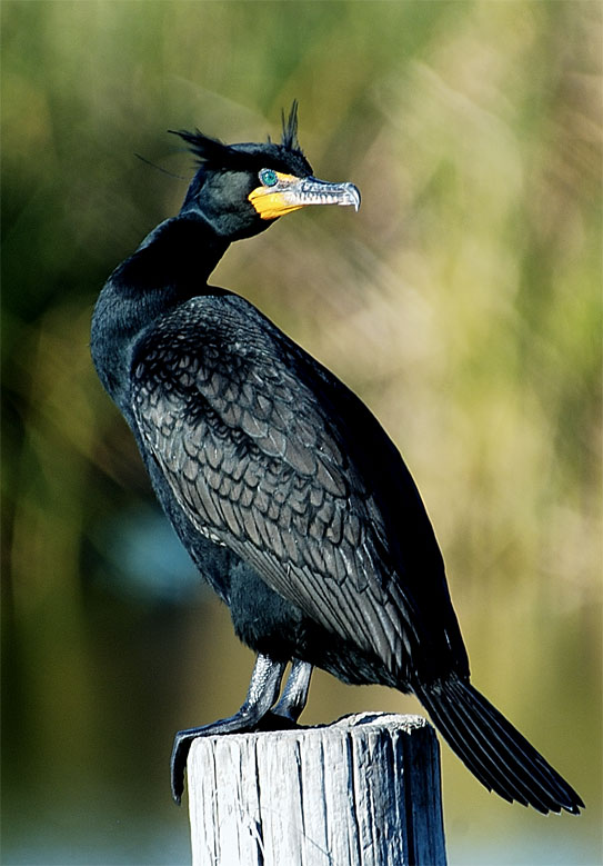 Double Crested Cormorant