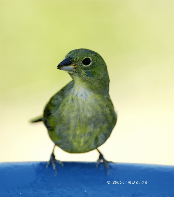 Painted Bunting Female