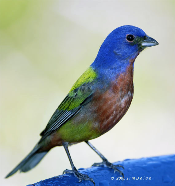 Painted Bunting Male