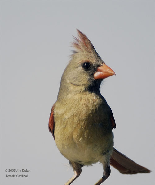 Female Cardinal