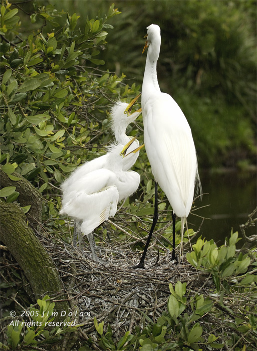 Great Egret with Chicks