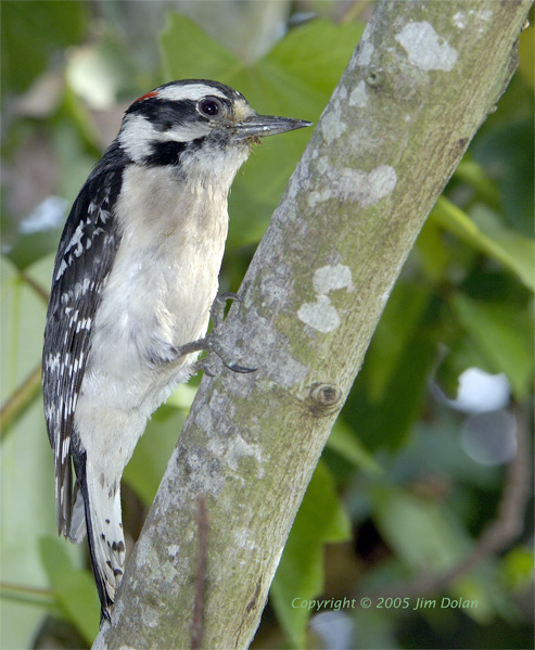 Downey Woodpecker