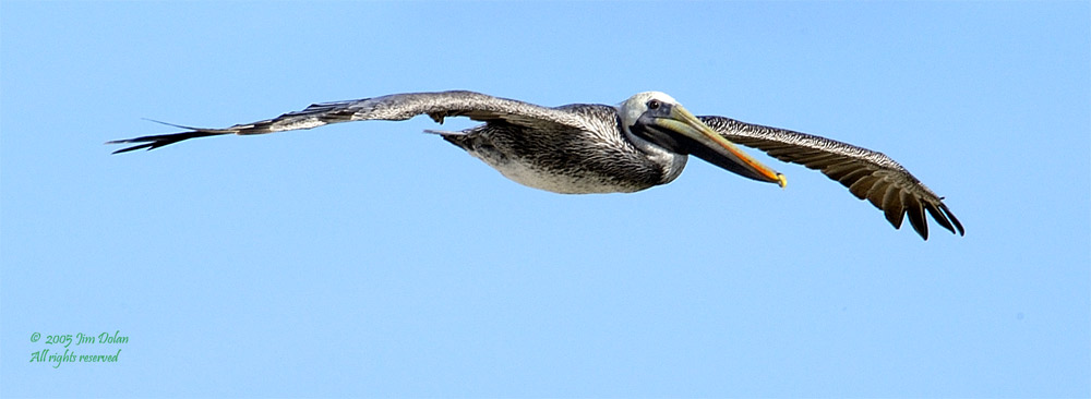 Brown Pelican on the wing