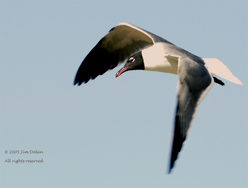 Laughing gull