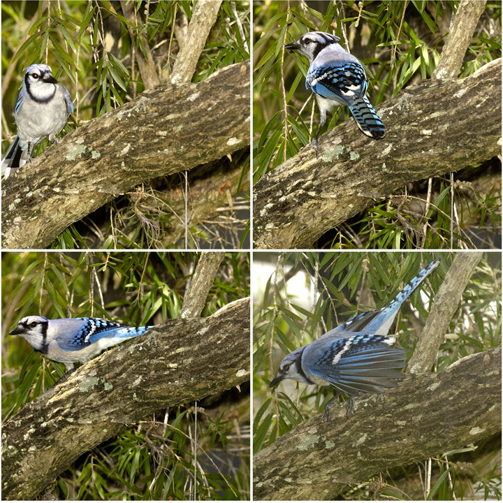 Blue Jay Study