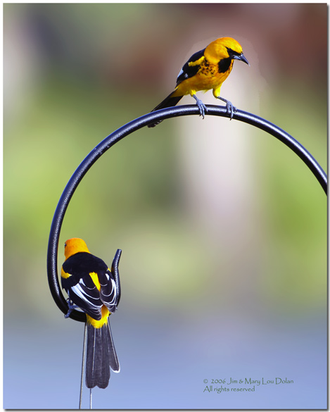 Pair of spot breasted orioles