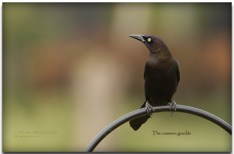 Common grackle