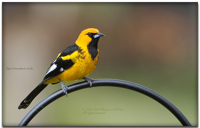 Spot breasted oriole