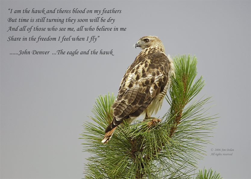 Red-tail Hawk