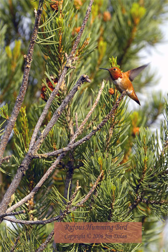 Rufous Hummingbird