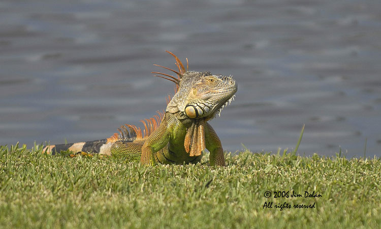 Iguana: Threat to Birds??
