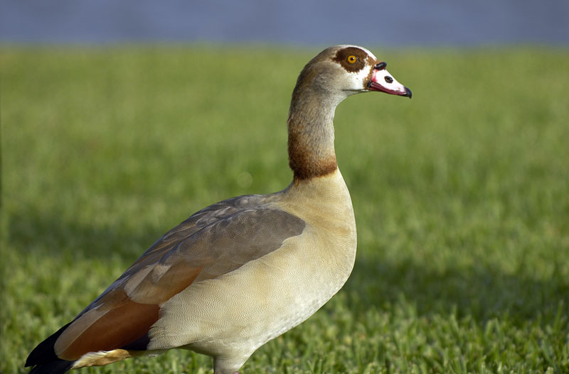 Egyptian Goose