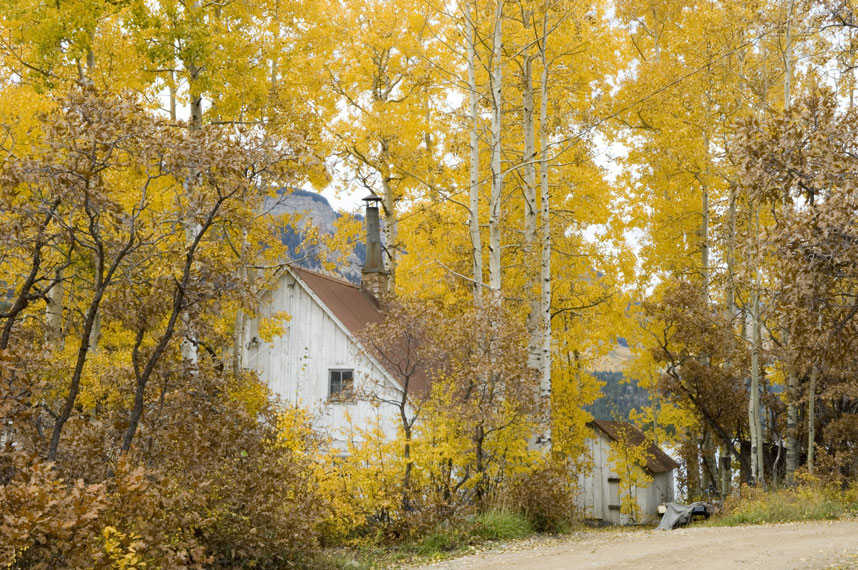 Fall Colors