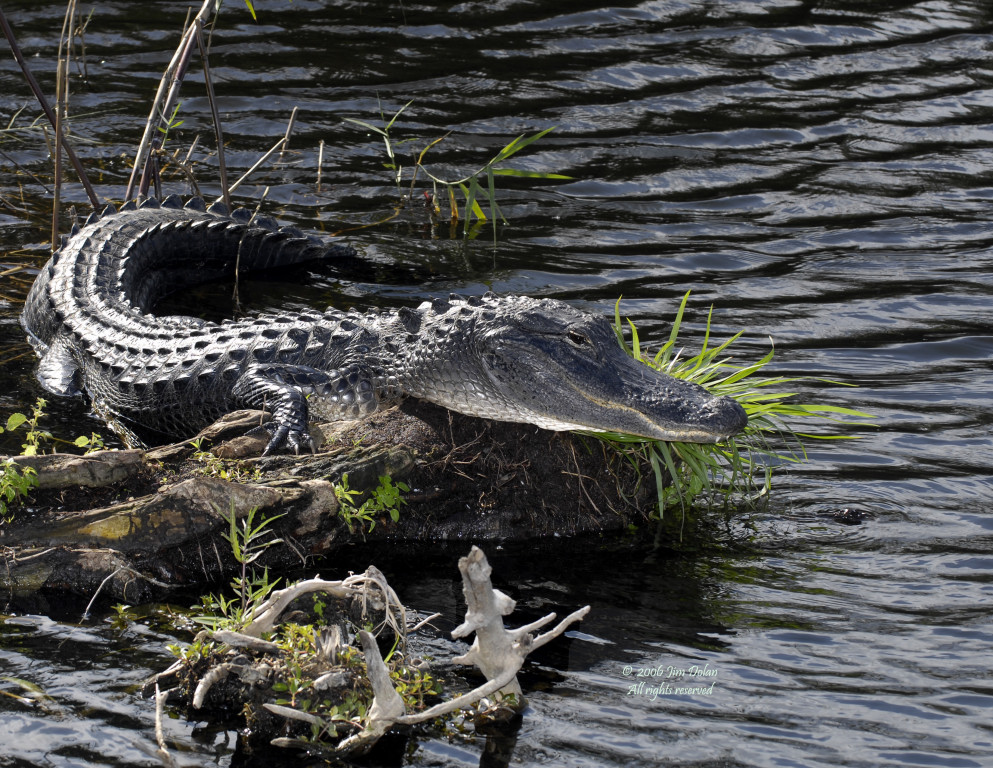Alligator Pose