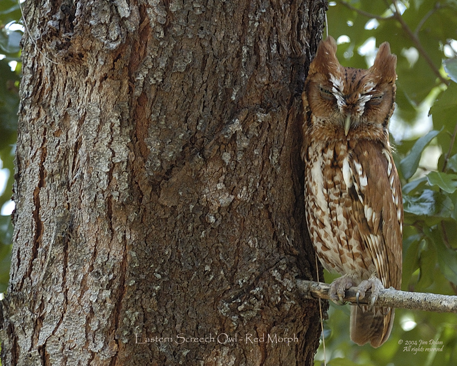 Screech Owl