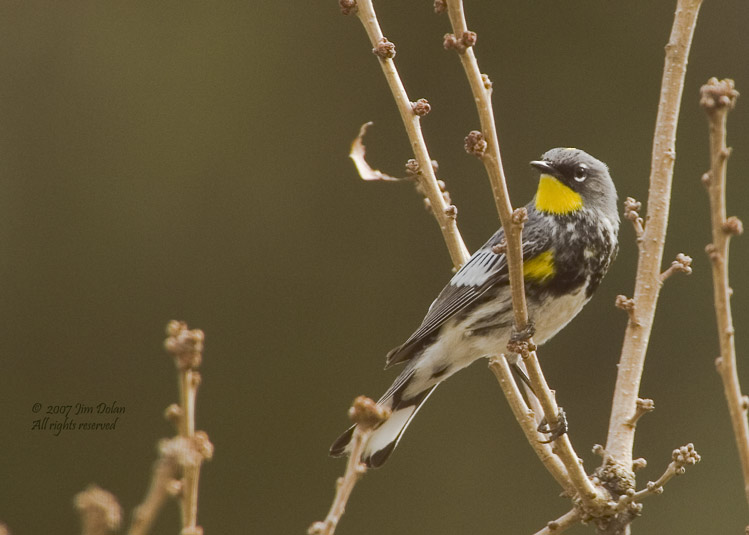 Yellow-rumped-Warbler
