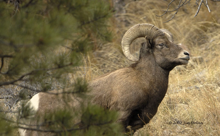 Bighorn thrive in Big Thompson