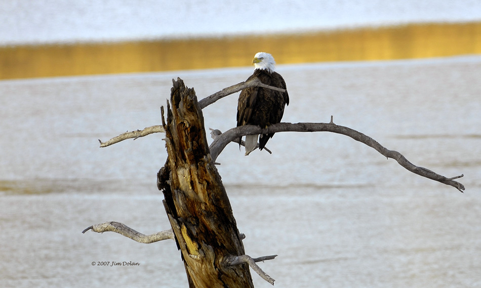 Eagle @ Lake Durango