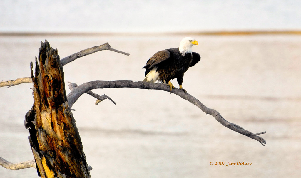 Eagle