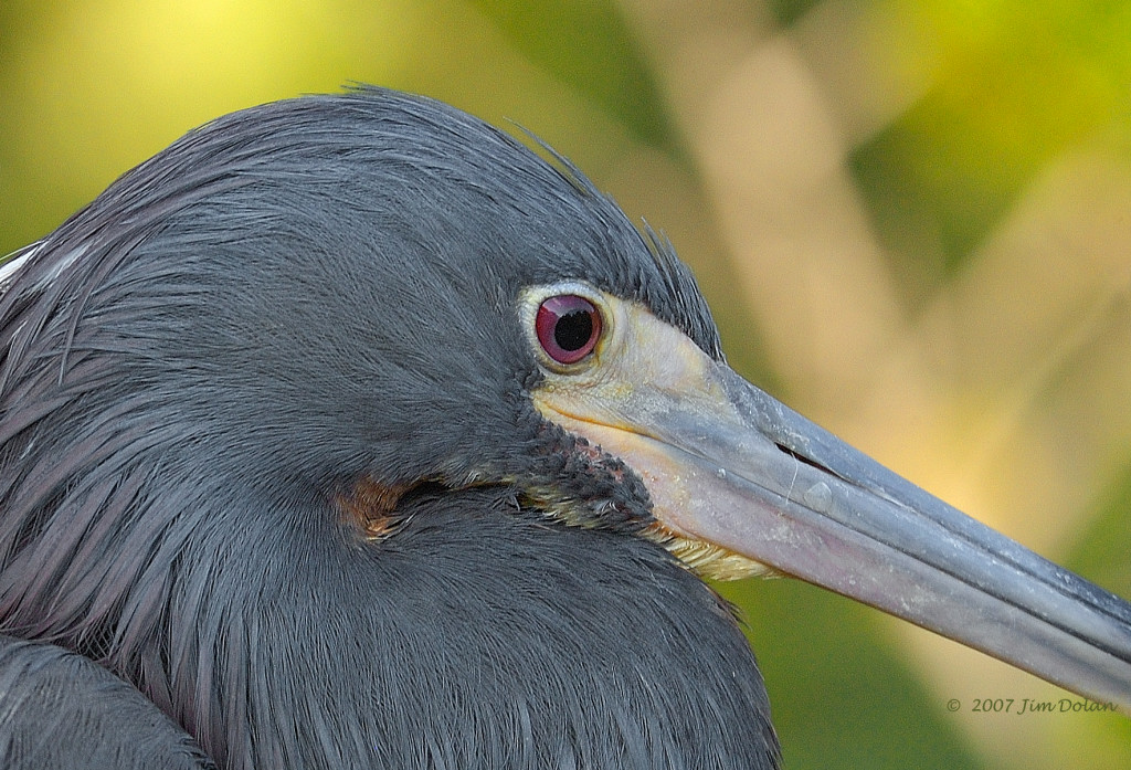 Tri colored heron