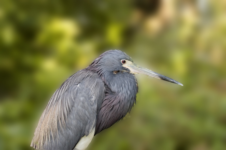 Tri Color Heron