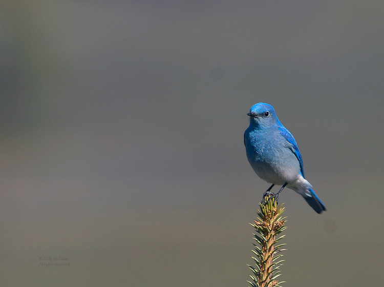 Mountain Bluebird