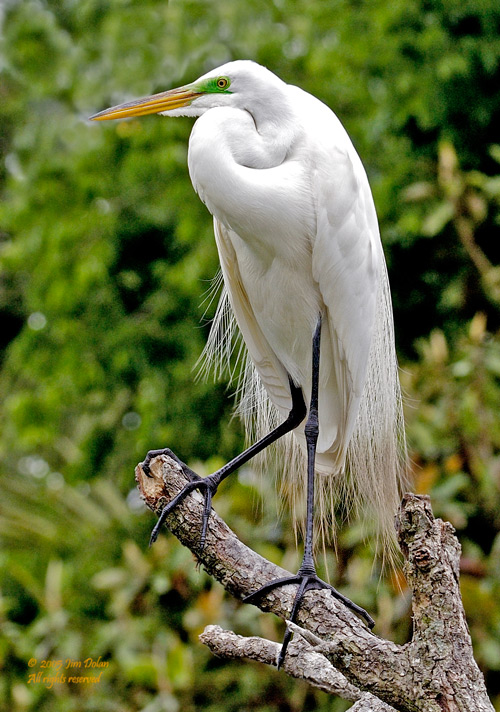 Great egret pose