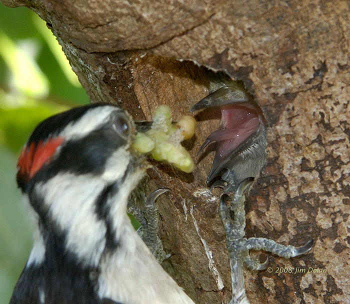 Downey woodpecker feeding