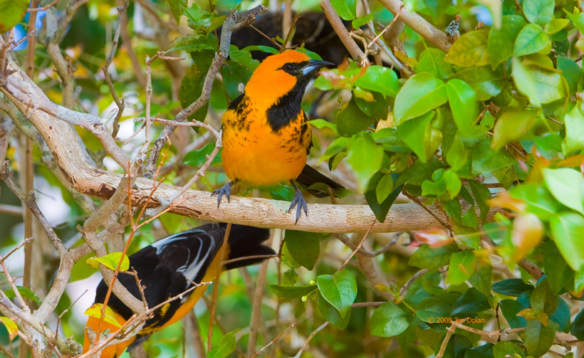 Spot breasted oriole