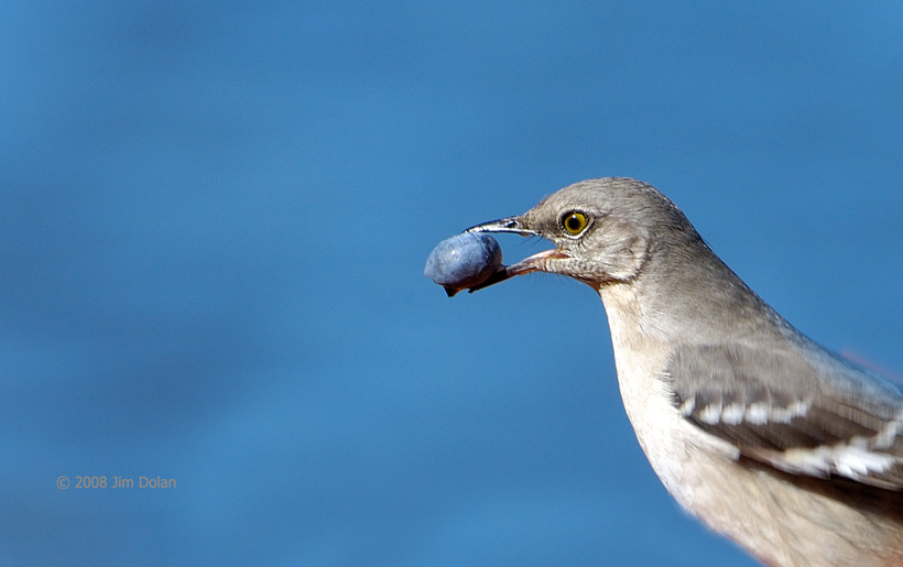 Mocking bird