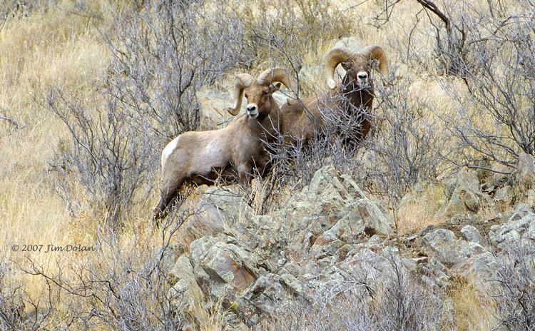 Big Horn in the Rockies