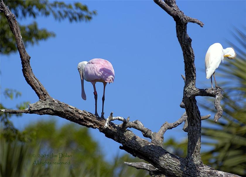 Harmony in the Trees