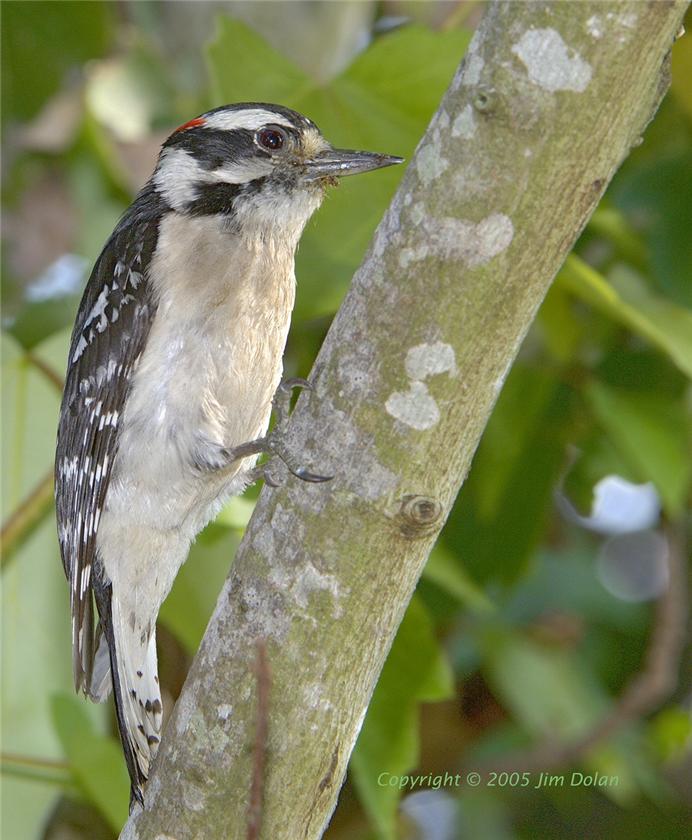 Downey Woodpecker