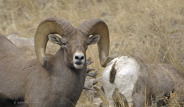 Bighorn