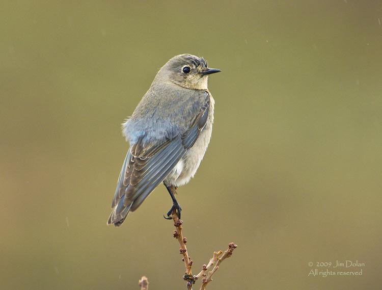 Female bluebird