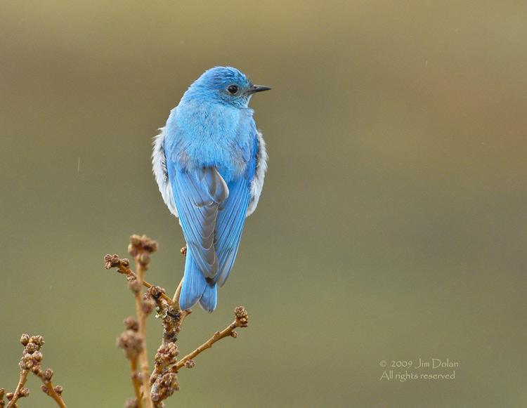 Male Mtn bluebird