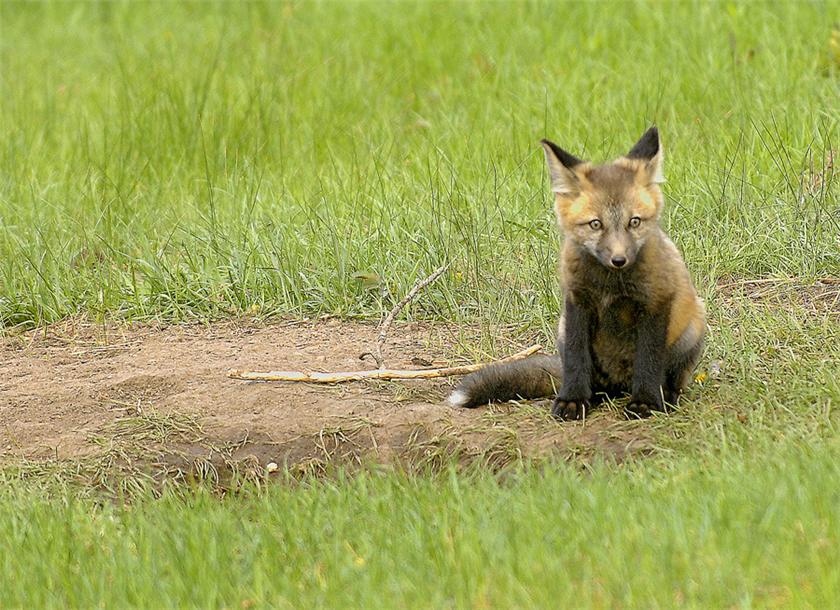 Red fox kit at den hole