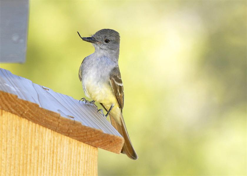 Female brown crested flycatcher