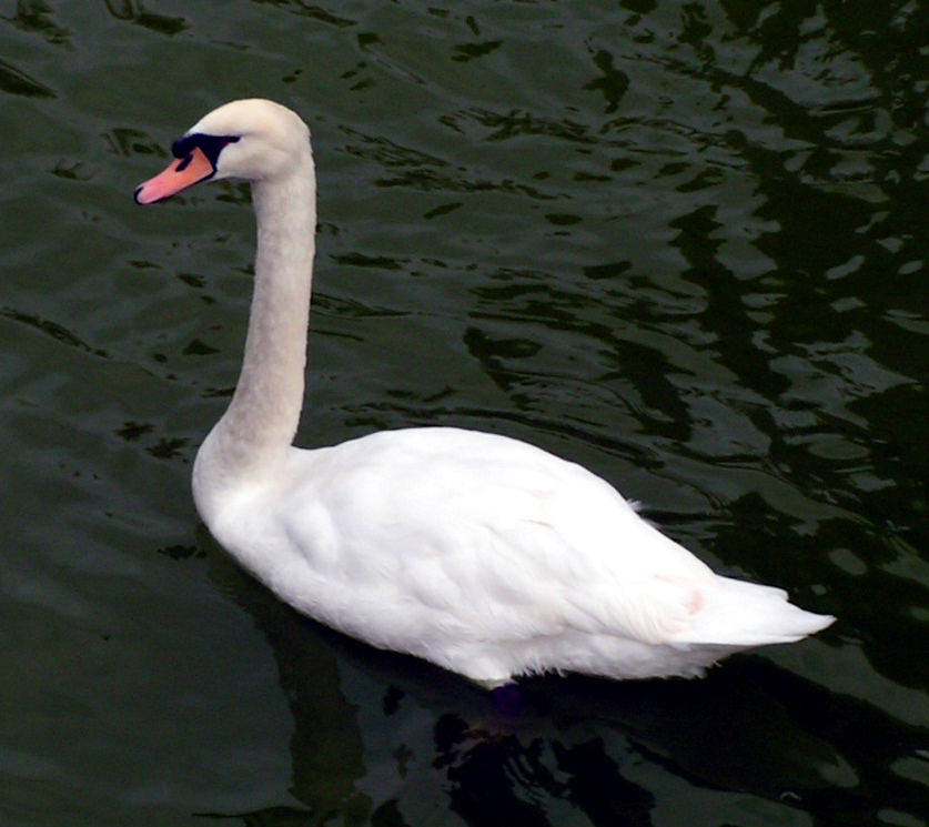 Swan