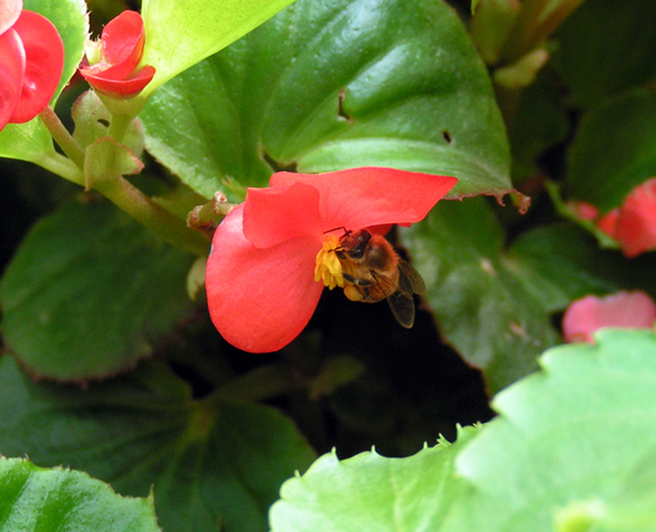 Bee in flower
