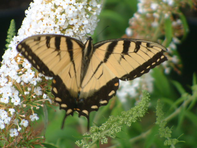 swallowtail