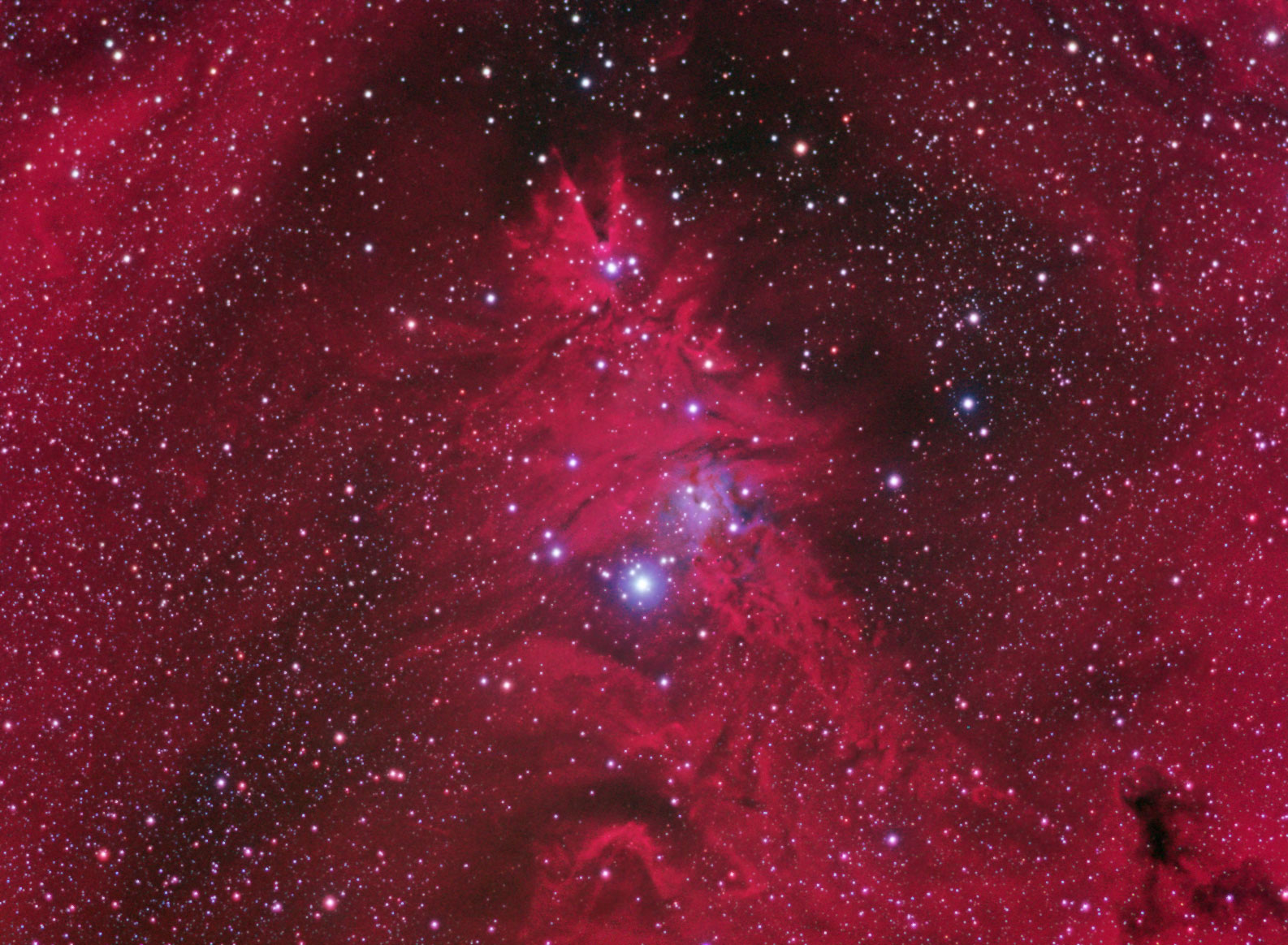 Christmas Tree Cluster, Cone & FoxFur Nebulas