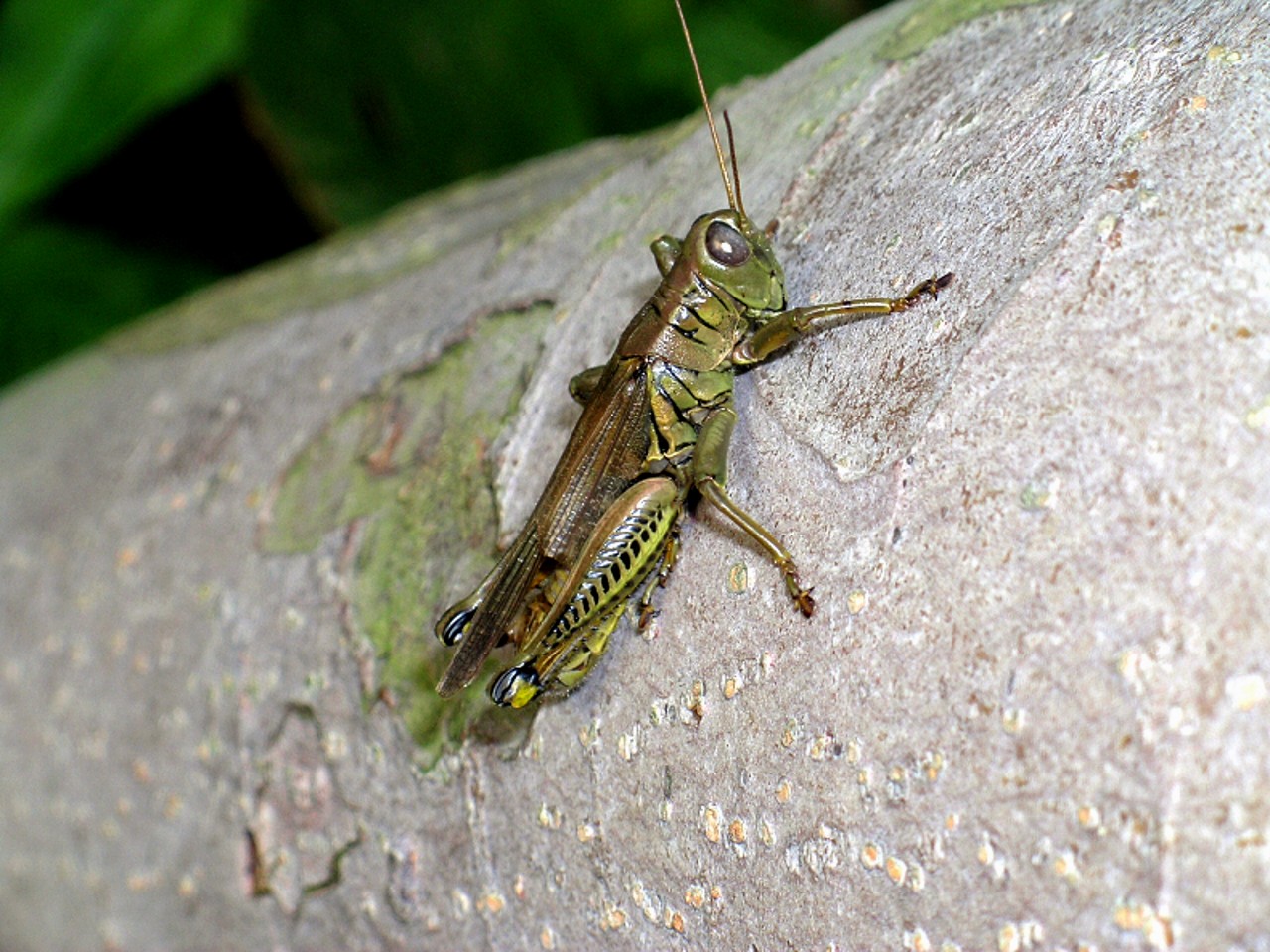 Resting Hopper