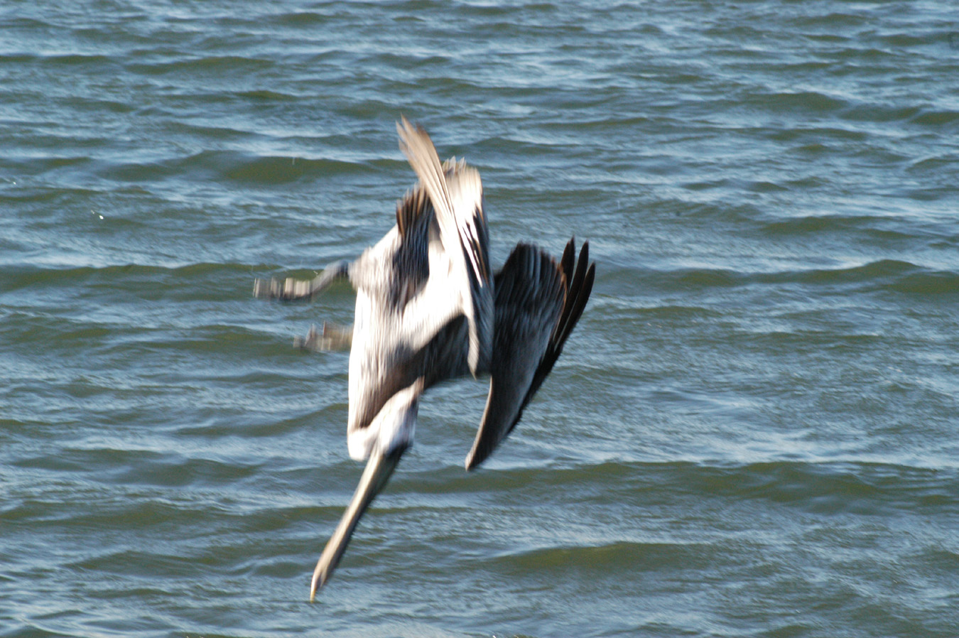 Brown Pelican at Mach .9 image