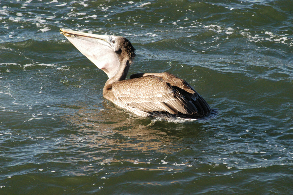 Brown Pelican image