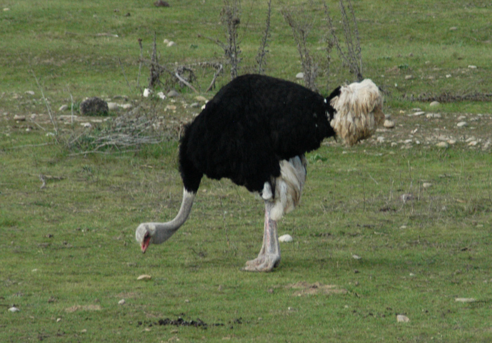 Nice Feather Duster image