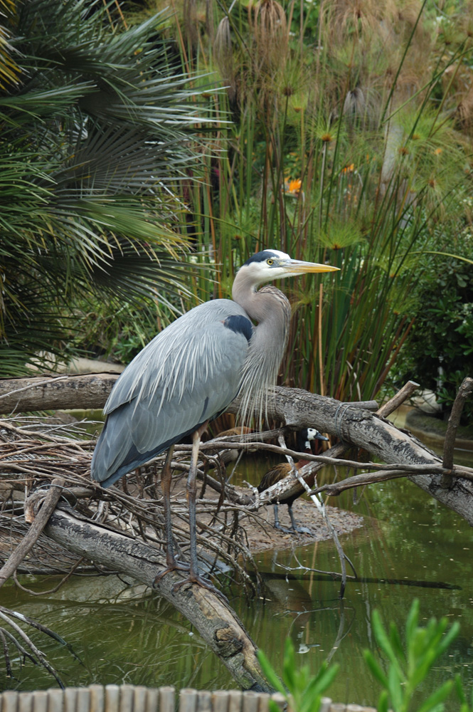 Taken by Monique at the S.D. Zoo