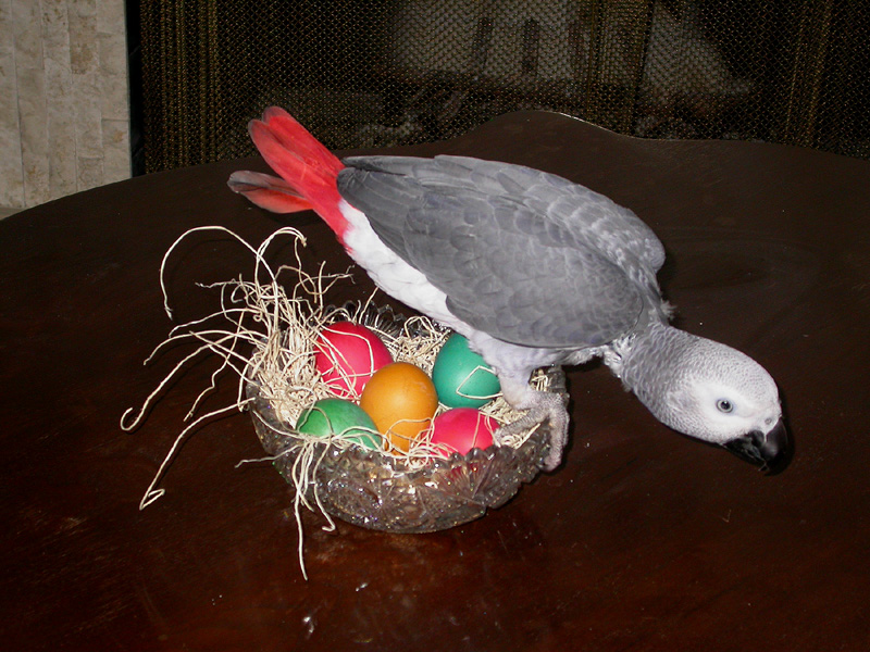 Hectors Happy Easter