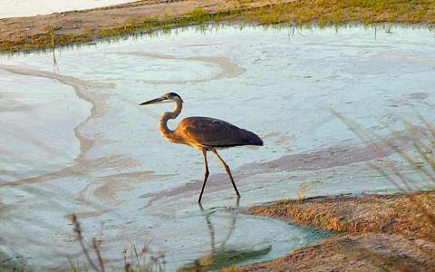 Heron in Morning
