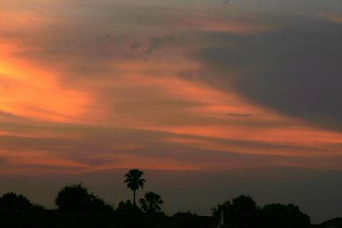 Lone Palm at sunset